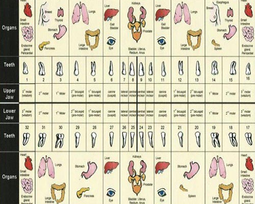 Tooth Organ Meridian Chart