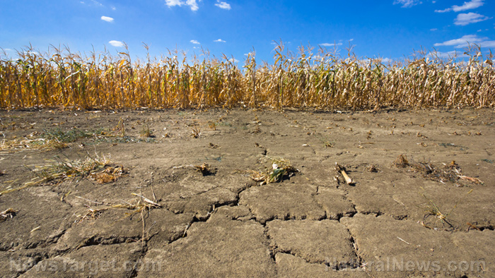 Drought-Corn-Field-Dry-Soil-Farm-Drought