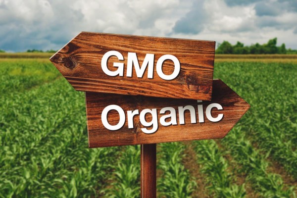 GMO-verses-Organic-Crops-e1486723778880
