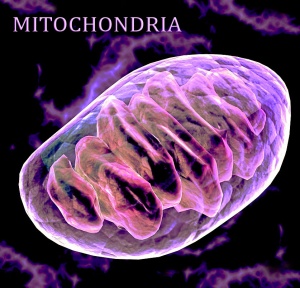 300px-Mitochondria