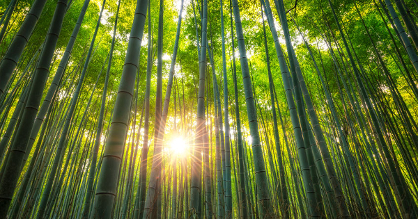 The ‘Secret’ Healing Properties of Bamboo