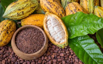 6 Powerful Health Benefits of Cacao