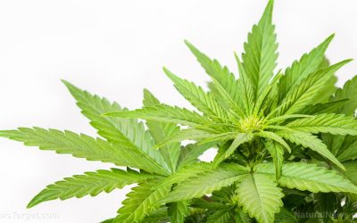 Yes, cannabis CAN protect the liver from alcohol-induced damage, but it’s still no reason to binge