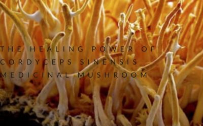 THE HEALING POWER OF CORDYCEPS SINENSIS MEDICINAL MUSHROOM