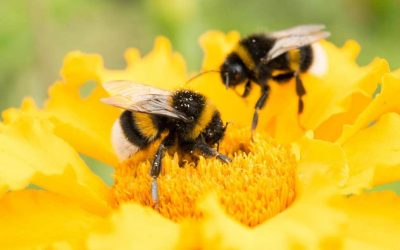 EU To Ban Bayer’s Pesticide Linked To Harming Bees
