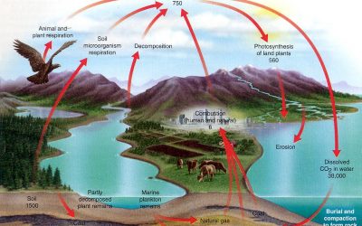  The Carbon Cycle and the Demonization of CO2