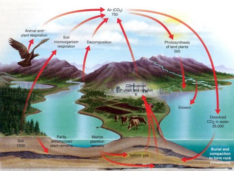 Redemption Of The Beast The Carbon Cycle And The Demonization Of Co2 ...