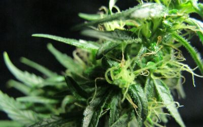 The Frostier The Flower, The More Potent The Cannabis