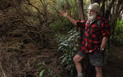 Regenerating New Zealand: Using nature to restore forests