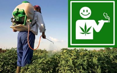PESTICIDES, MARIJUANA, AND EMF VS. COMMON SENSE 