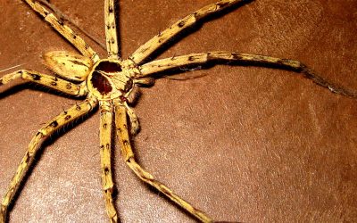 The Camouflage of the Invader