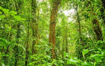 Your True Self is beyond Space, Time and Causation.