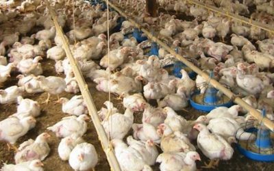 NON-ORGANIC CHICKEN CONTRIBUTES TO HORMONAL IMBALANCE, POLYCYSTIC OVARIAN SYNDROME, BREAST CANCER AND MORE!