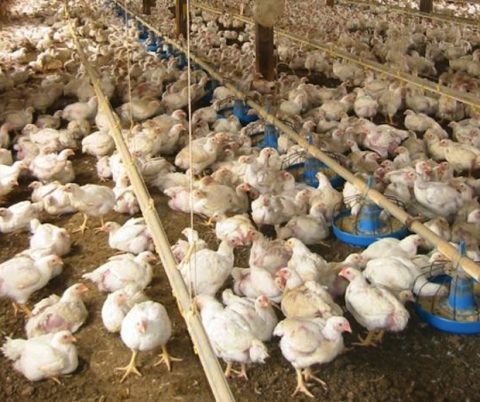 NON-ORGANIC CHICKEN CONTRIBUTES TO HORMONAL IMBALANCE, POLYCYSTIC ...