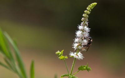 Black Cohosh Better Than Prozac for Menopause