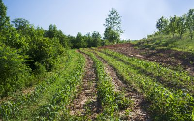 How Regenerative Farming Methods Can Restore Ecology and Rebuild Communities