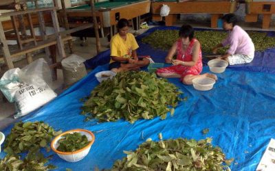 Kratom: Myths & Misconceptions