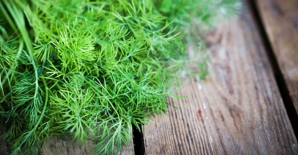Dill: Nature’s Lesser-Known Antibiotic