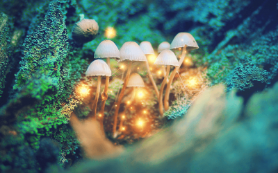 Flow States and how Microdosing can help achieve entering into a Flow State