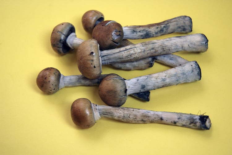 PSILOCYBIN SAFE AND “BREAKTHROUGH THERAPY” FOR DEPRESSION