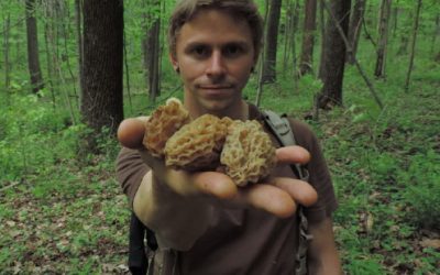 MUSHROOM COLORS & THE SURPRISING STORIES THEY TELL by Adam Haritan