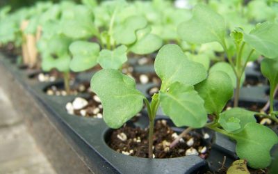 Mighty Broccoli Sprouts Rapidly Detox Pollutants