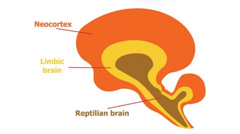 The Solution to Breaking Free from the Reptilian Brain