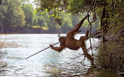 Iconic Photo Shows Orangutan Catching Fish With A Makeshift Spear