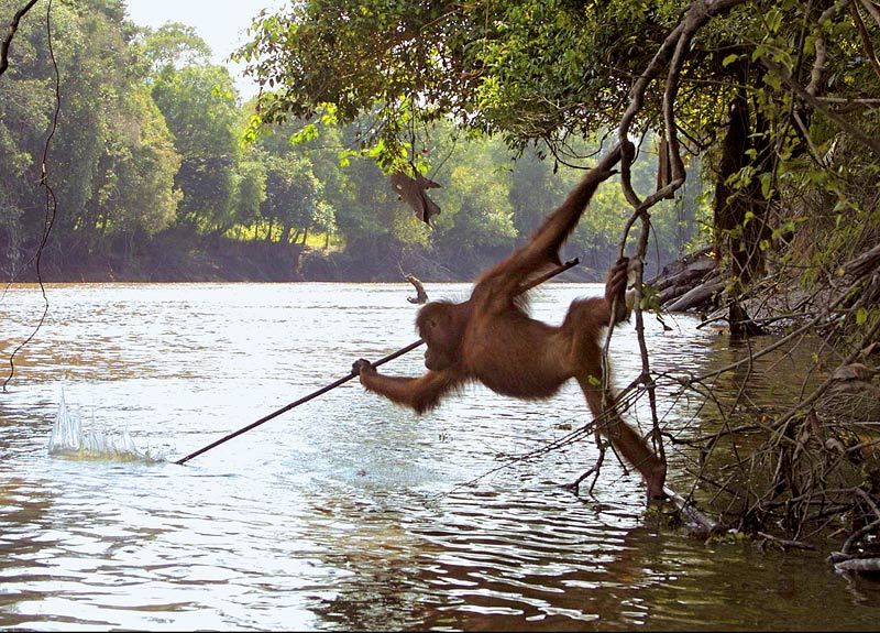 Iconic Photo Shows Orangutan Catching Fish With A Makeshift Spear