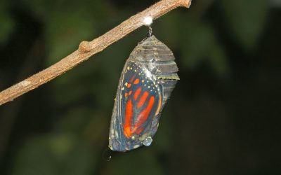 5 Signs That You’re Outgrowing Yourself