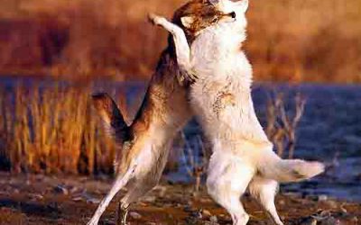 The Two Wolves Story (What it Really Means)