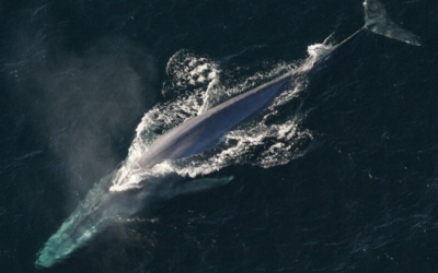 Critically Endangered Blue Whales Make “Unprecedented” Comeback Off Antarctica Coast