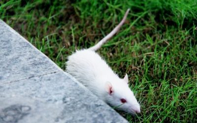 Rats Display Harm Aversion and Empathy Towards Their Neighbors