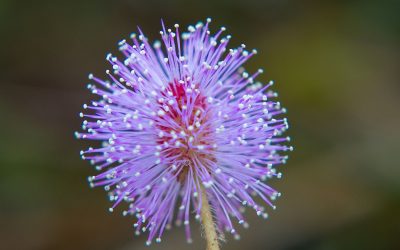 Neurobiologist Believes Plants Can Communicate, Memorize And Problem Solve