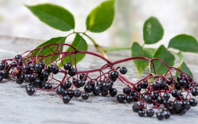 Top Four Antiviral Benefits of Elderberry