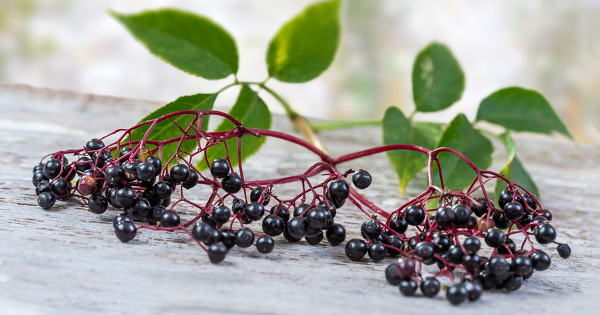 Top Four Antiviral Benefits of Elderberry