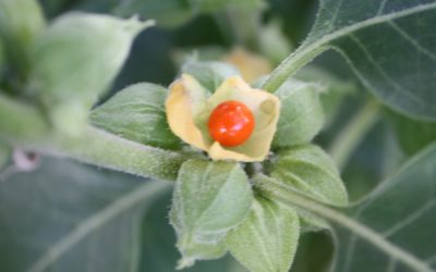 Ashwagandha: Stress, Strength, Smarts and Sex
