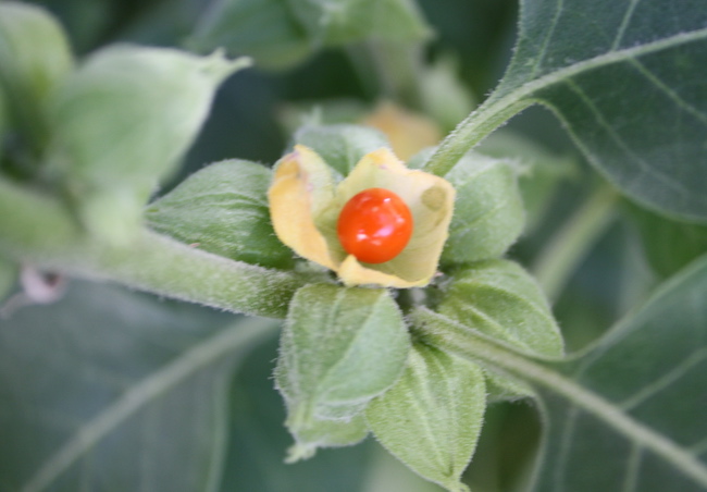 Ashwagandha: Stress, Strength, Smarts and Sex