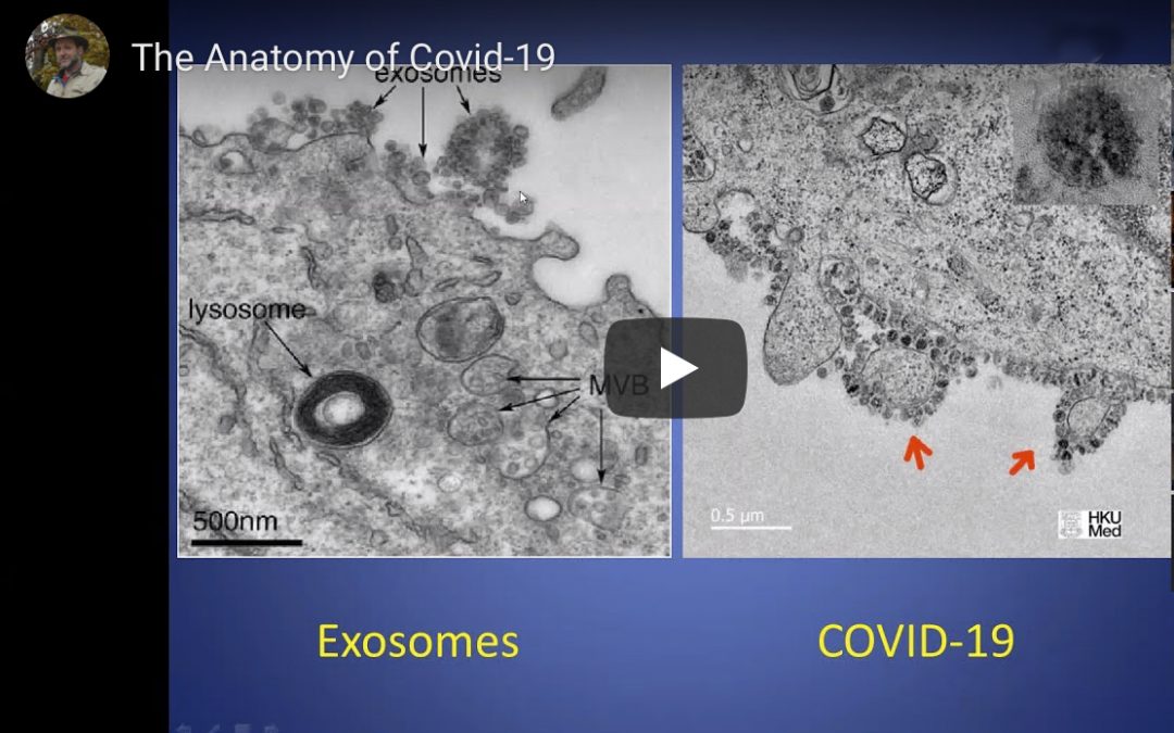 THE ANATOMY OF THE COVID VIRUS