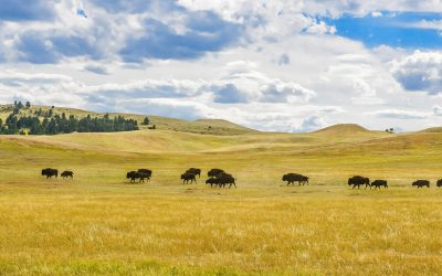 South Dakota Considers First State Bill To Outlaw All Vaccine AND Medical Mandates