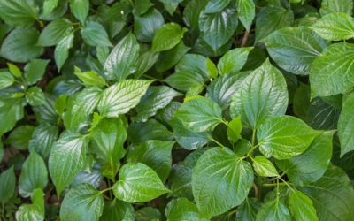 Can Kava Boost Your Mood?