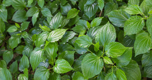 Can Kava Boost Your Mood?