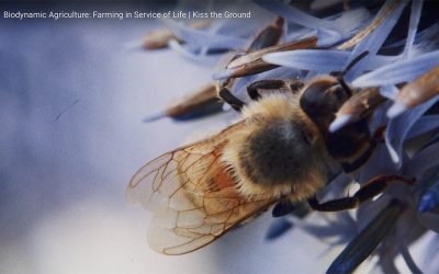 Kiss the Ground ~ Biodynamic Agriculture: Farming in Service of Life ~