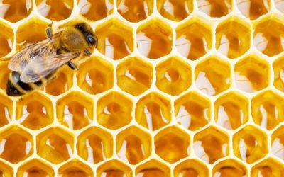 Eight Reasons to Consume Bee Propolis