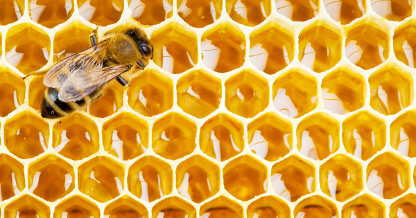 Eight Reasons to Consume Bee Propolis