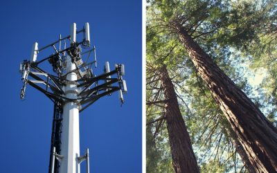 STUDIES SHOW CELL PHONE TOWERS INFLICT SIGNIFICANT DAMAGE TO TREES AND HUMAN HEALTH