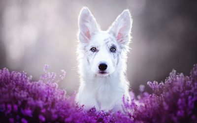 Why Commercial Dog Food is Killing Your Dog & How You Can Save Them TODAY