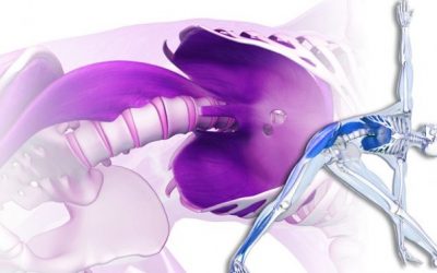 How to Release the Stress Stored in our Bodies