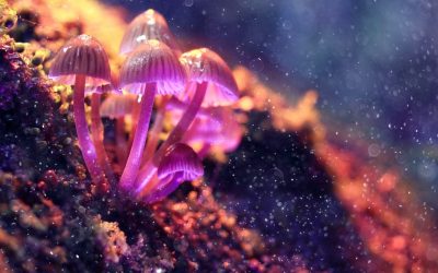 Magic Mushrooms Can Improve Psychological Health Long Term