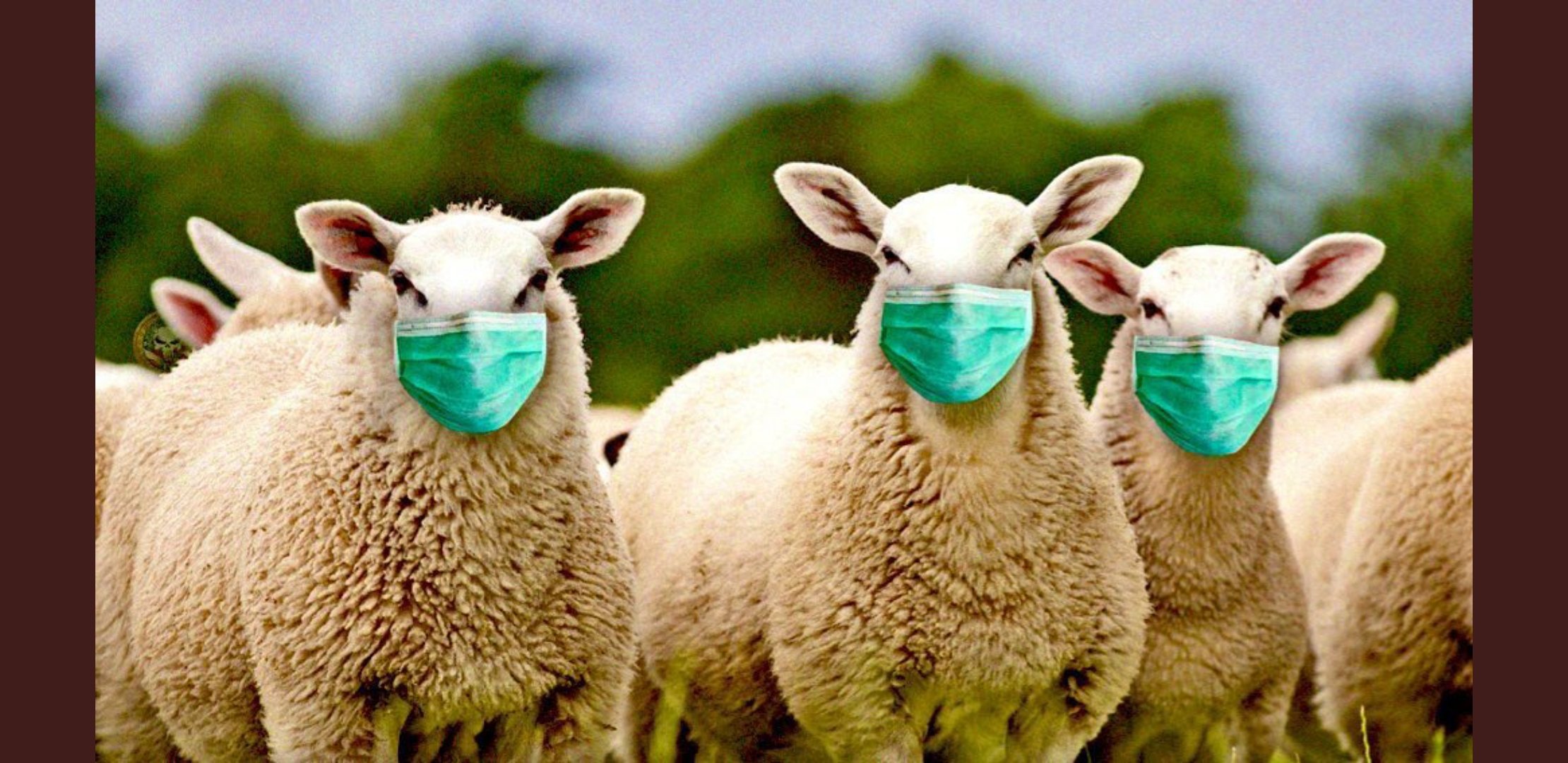 5-sheep-masks.jpg